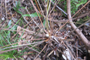 30 Très jeunes feuilles de Trichosandra borbonica - Liane de lait - Apocynacées (hétérophyllie)