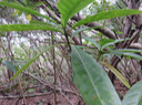 36 Antirhea borbonica - Bois d'Osto - Rubiacée - M verticillé par trois - domaties