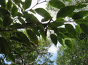 40 ??? Maillardia borbonica - Bois de sagaie ou  Bois de maman - MORAC.  endémique