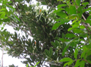 47 Labourdonnaisia calophylloides - Petit natte - Sapotacée - BM