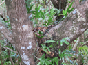 48 Tronc de Labourdonnaisia calophylloides - Petit natte - Sapotacée - BM