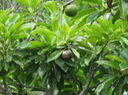 50 Fruits de Mimusops balata - Grand natte - Sapotacée - RM