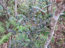 55 Pleurostylia pachyphloea - Bois d'olive gros peau - Célastracée - B