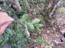 56 Pleurostylia pachyphloea - Bois d'olive gros peau - Célastracée - B