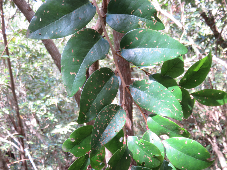 6 Securinega durissima - Bois dur …. - Euphorbiacées > Phyllanthaceae- Indigène à La Réunion, à Maurice, à Madagascar