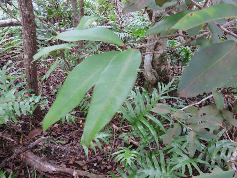 61 ??? Eugenia mespiloides Lam. - Bois de nèfles à grandes feuilles - Myrtaceae - B, M?   Réunion,Maurice ?