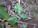 63 Passiflora suberosa - Grain d’encre  - PASSIFLORACEAE