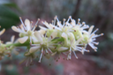 74 Fleur de Cnestis glabra - Mafatamboa ou Mafatambois - Connaraceae