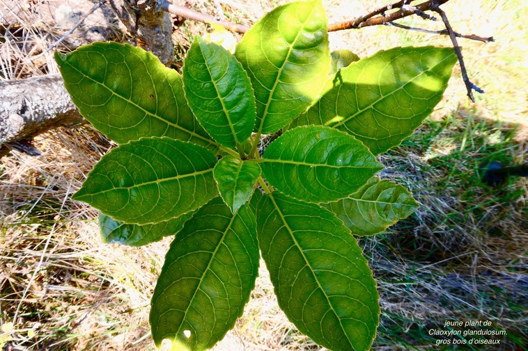 Claoxylon glandulosum.gros bois d'oiseaux.(jeune plant ) euphorbiaceae.endémique Réunion.P1036210