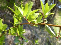 Embelia angustifolia - Petite liane savon - MYRSINACEAE - Endémique Réunion, Maurice
