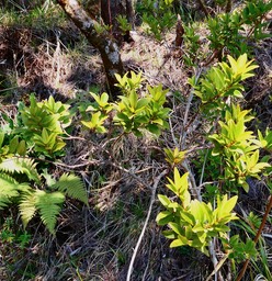 Embelia angustifolia .liane savon.myrsinaceae.endémique Réunion Maurice.P1036234