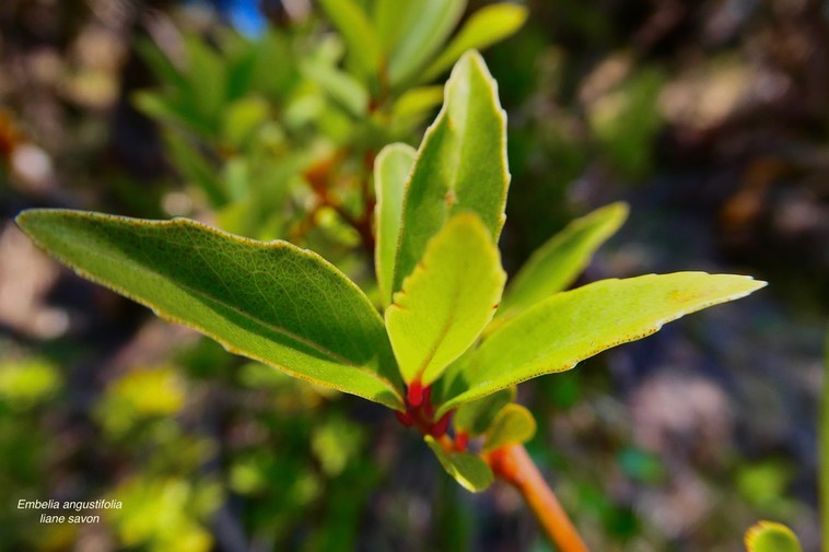 Embelia angustifolia.liane savon. ( feuilles avec dents ) myrsinaceae.endémique Réunion.P1036235