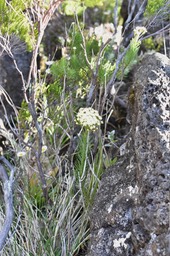 Faujasia pinifolia - ASTERACEAE - Endémique Réunion - MB2_8429