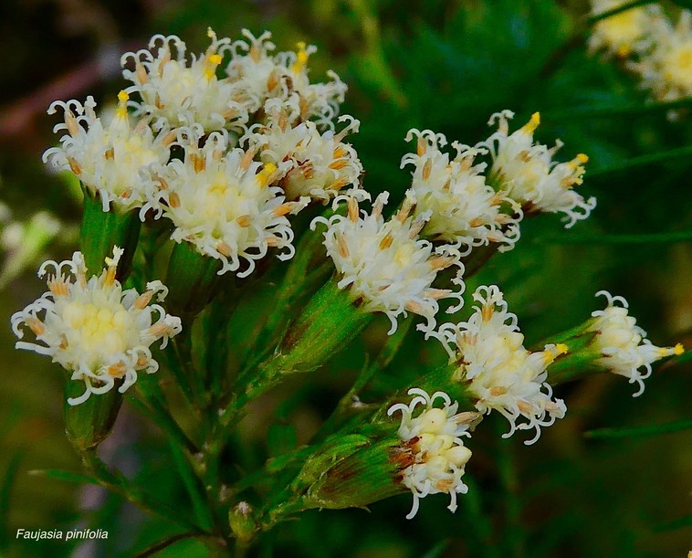 Faujasia pinifolia..asteraceae.endémique Réunion.