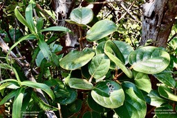 Faujasia salicifolia.chasse vieillesse. asteraceae. à gauche  et Monimia rotundifolia .mapou à grandes feuilles .monimiaceae. à droite .P1036176