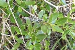 Geniostoma pedunculatum - Petit Bois de piment - LOGANIACEAE - Endémique Réunion, Maurice