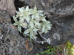 Helichrysum arnicoides - Petit velours blanc - ASTERACEAE - Endémique Réunion