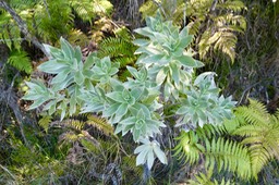 Helichrysum heliotropifolium .velours blanc.( au centre ) asteraceae.endémique Réunion.P1036366