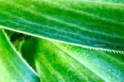Heterochaenia rivalsii. ?  ( détail de la marge du limbe d'une feuiile / marge ciliolée dans de quart inférieur de la feuille et denticulée dans la partie intermédiaire )campanulaceae.P1036135