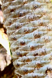 Heterochaenia rivalsii  ? ( cicatrices foliaires en lozange sur la tige )campanulaceae.endémique Réunion. P1036081