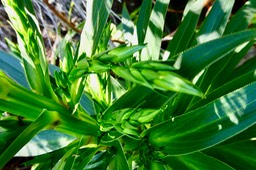 Heterochaenia rivalsii.?  ( détail d'une jeune hampe florale ) campanulaceae.endémique Réunion; P1036115