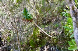 Heterochaenia rivalsii. ?  campanulaceae.endémique Réunion.P1036142