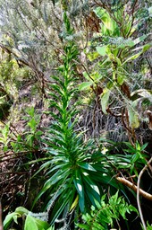Heterochaenia rivalsii  ? jeune hampe florale.campanulaceae.endémique Réunion. P1036103
