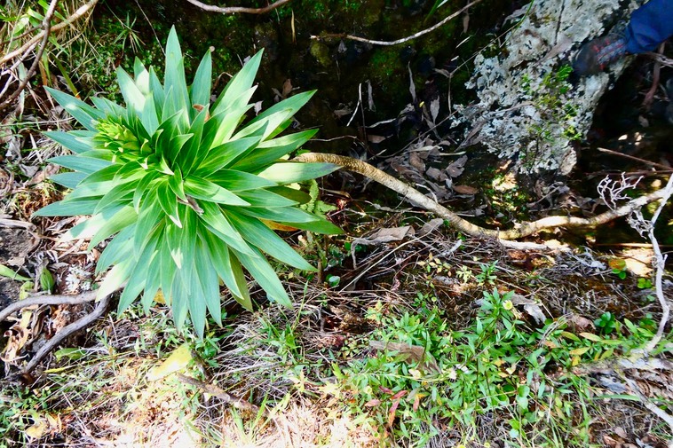 Heterochaenia rivalsii  ? campanulaceae.endémique Réunion.P1036094