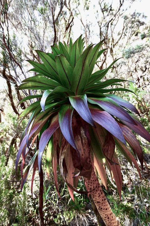 Heterochaenia rivalsii  ? campanulaceae.endémique Réunion.P1036072