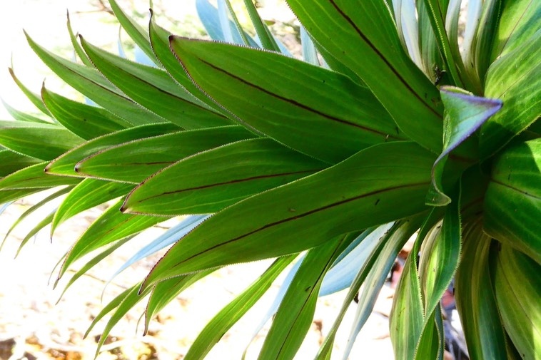 Heterochaenia rivalsii. ? campanulaceae. endémique Réunion.P1036082