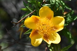 Hyericum lanceolatum subsp angustifolium - Fleur jaune des hauts - HYPERICACEAE - Endémique Réunion