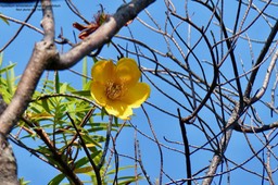 Hypericum lanceolatum subsp angustifolium.fleur jaune des hauts.hypericaceae.endémique Réunion.P1036348