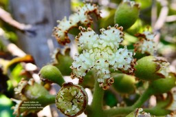 Monimia rotundifolia.mapou à grandes feuilles.( détail inflorescence de fleurs mâles ) monimiaceae.endémique Réunion .P1036172