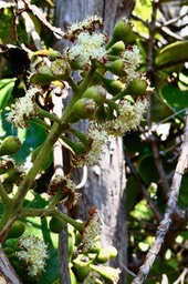 Monimia rotundifolia.mapou à grandes feuilles .( inflorescence mâle ) monimiaceae.endémique Réunion.P1036175