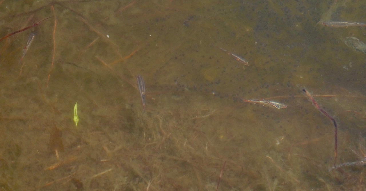 petits poissons dans le petit lac volcanique du Piton de l'eau P1036329