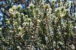 Phylica nitida.ambaville bâtard.rhamnaceae.endémique Réunion Maurice.P1036166