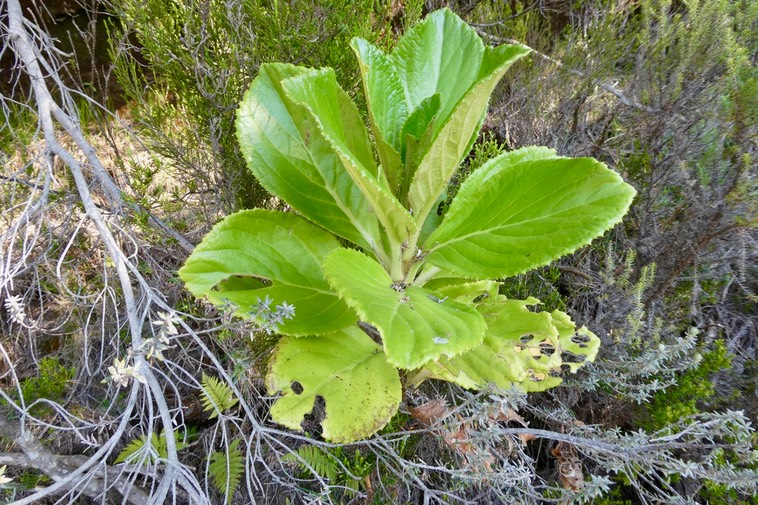 Psiadia boivinii. tabac marron .asteraceae.endémique Réunion.P1036360
