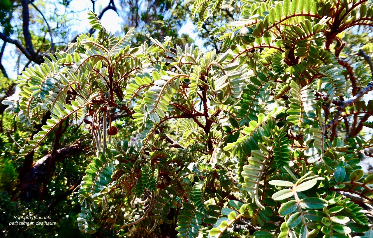 Sophora denudata.petit tamarin des hauts.fabaceae.endémique Réunion.P1036304