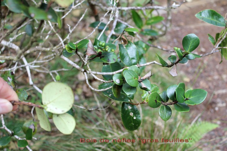 Bois de nèfles Gros feuilles - Eugenia bosseri - Myrtacée - B