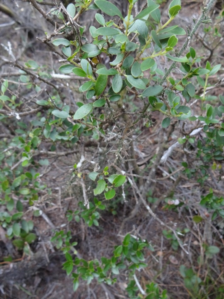 DSC04527 embelia angustifolia Liane savon