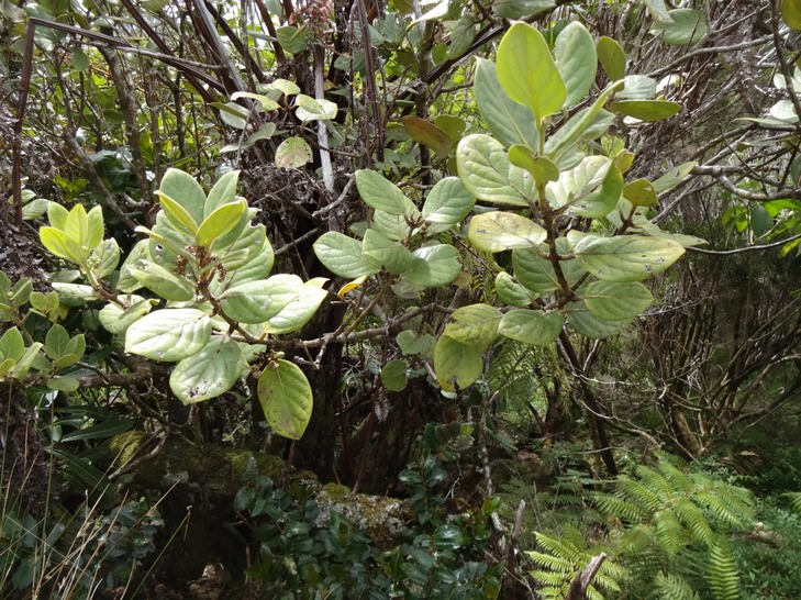 DSC04566 Monimia mapou à feuilles elliptiques