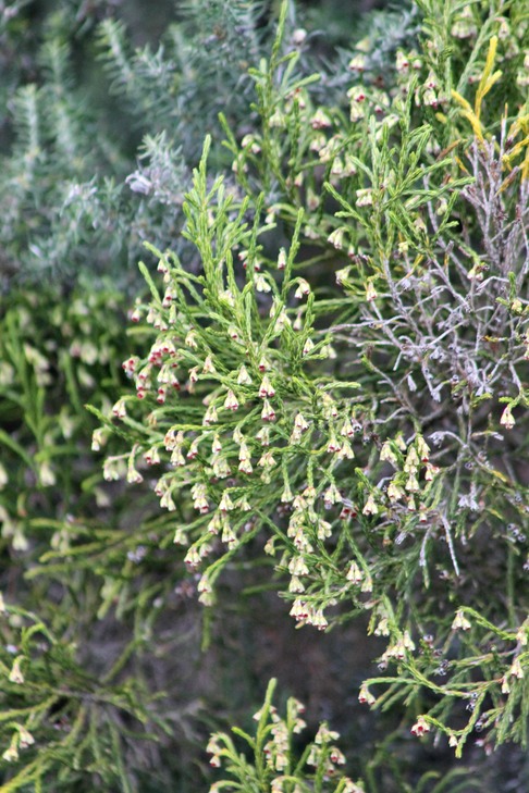 Inflorescence du Branle vert- Erica reunionnensis - Ericacée - B