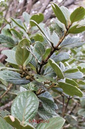 Mapou - Monimia ovalifolia - Monimiacée - Masc
