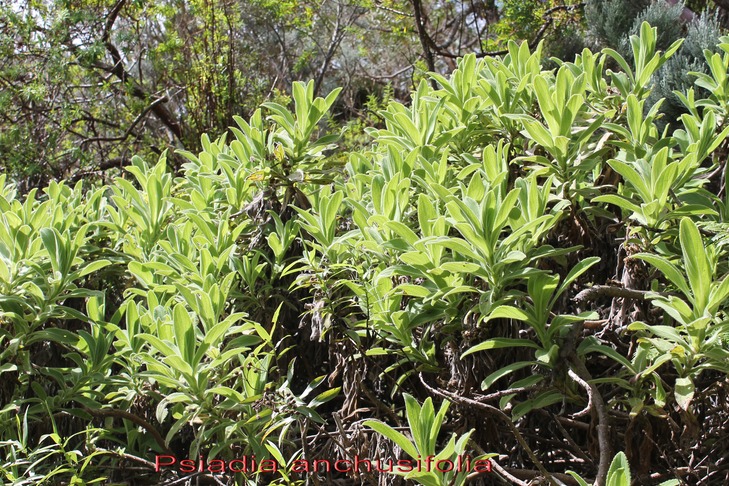 Psiadia anchusifolia - Astéracée - B