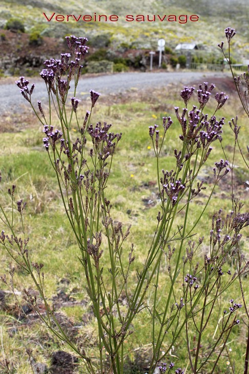 Verveine sauvage - Verbena bonariensis - Verbénacée - exo