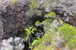 La grotte aux Heterochenia ensifolia