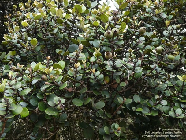 Eugenia buxifolia Bois de nèfles à petites feuillesP1170005