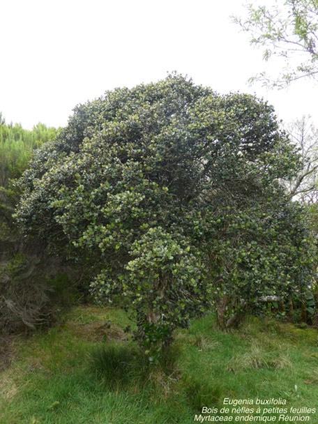 Eugenia buxifolia Bois de nèfles P1170002