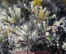 Ambaville blanche- Hubertia tomentosa- Astéracée-B