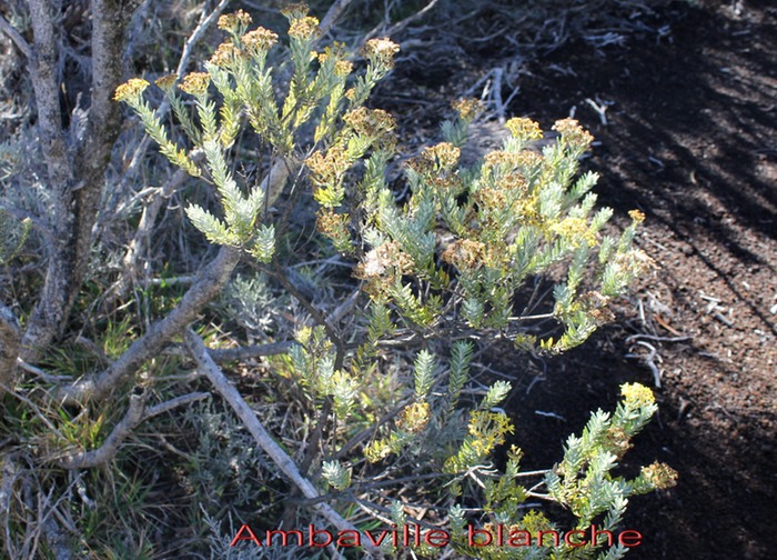 Ambaville blanche- Hubertia tomentosa - Astéracée - B